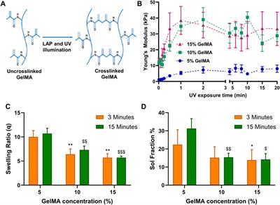 GelMA hydrogel dual photo-crosslinking to dynamically modulate ECM stiffness